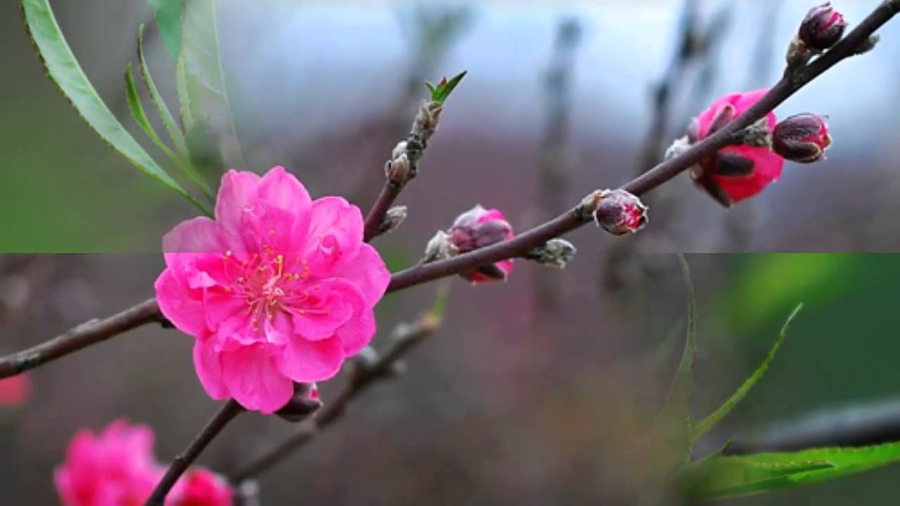 RỘN RÀNG SẮC XUÂN
