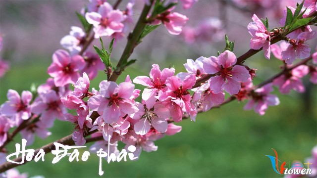 MÙA XUÂN TRONG ĐÔI MẮT EM