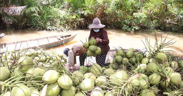 Lần đầu tiên Dừa được 'tôn' là cây kinh tế chủ lực chạm mốc 1 tỷ USD xuất khẩu, 'đại gia' 40 triệu lít nước dừa được 'bơm' thêm vốn xanh