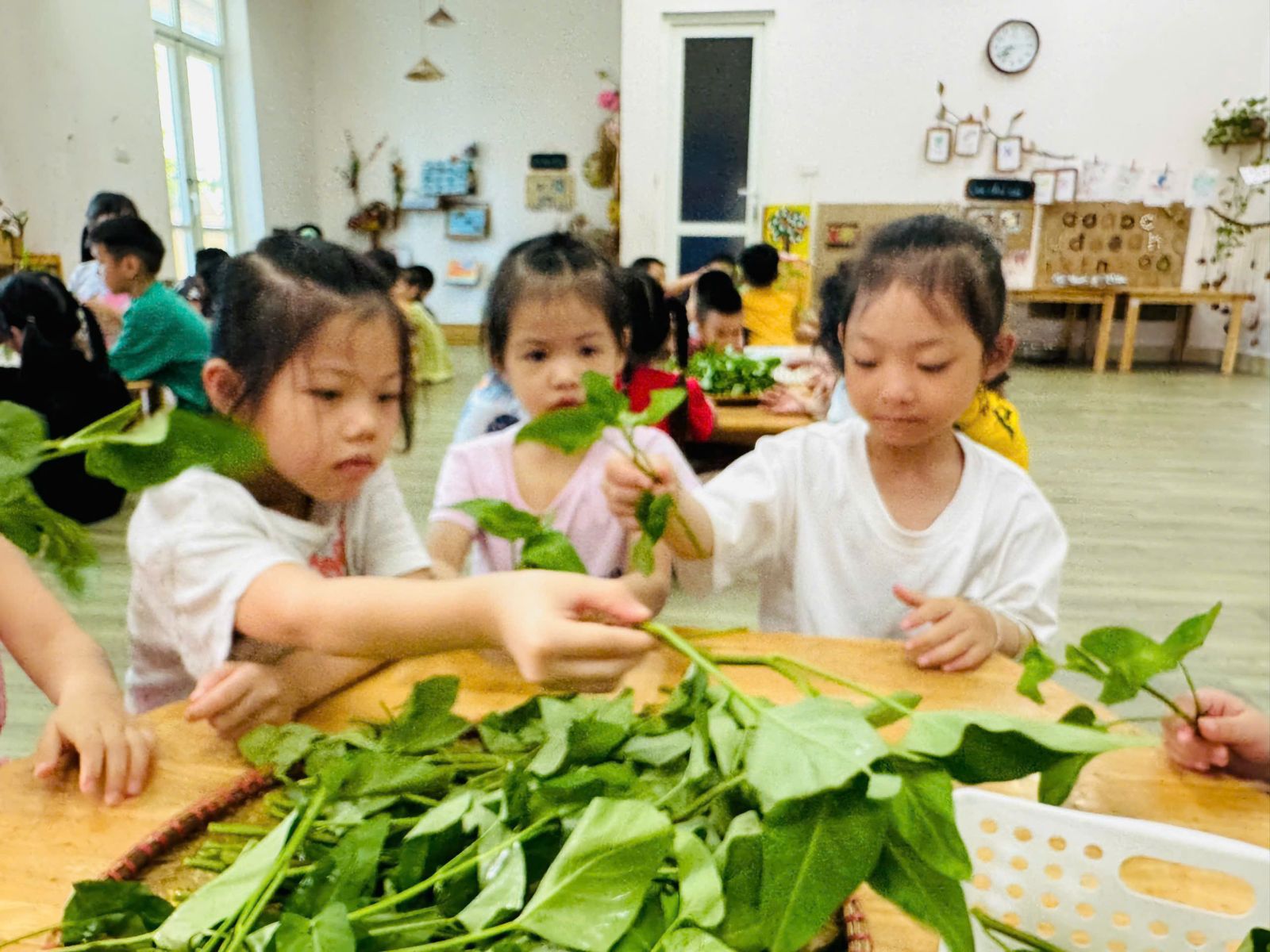 🍀🍀 CÁC BÉ LỚP MẪU GIÁO LỚN VỚI HOẠT ĐỘNG DẠY KỸ NĂNG: NHẶT RAU MUỐNG