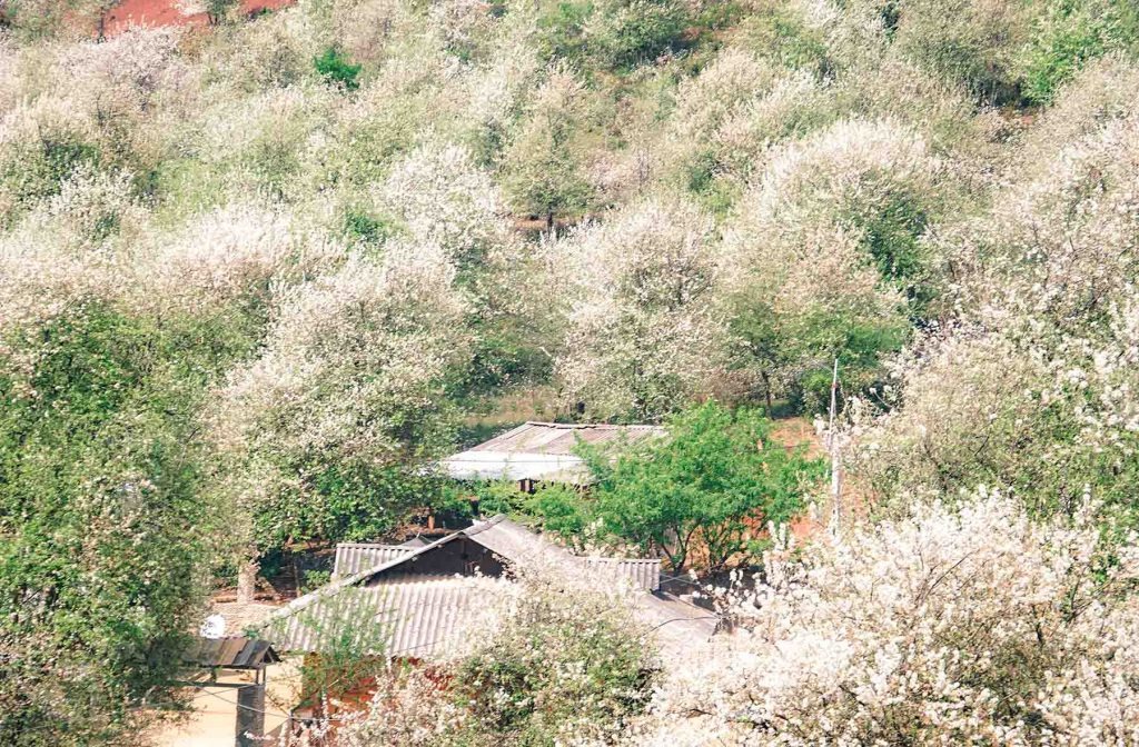 Hoa Sơn Tra ở Nậm Nghiệp