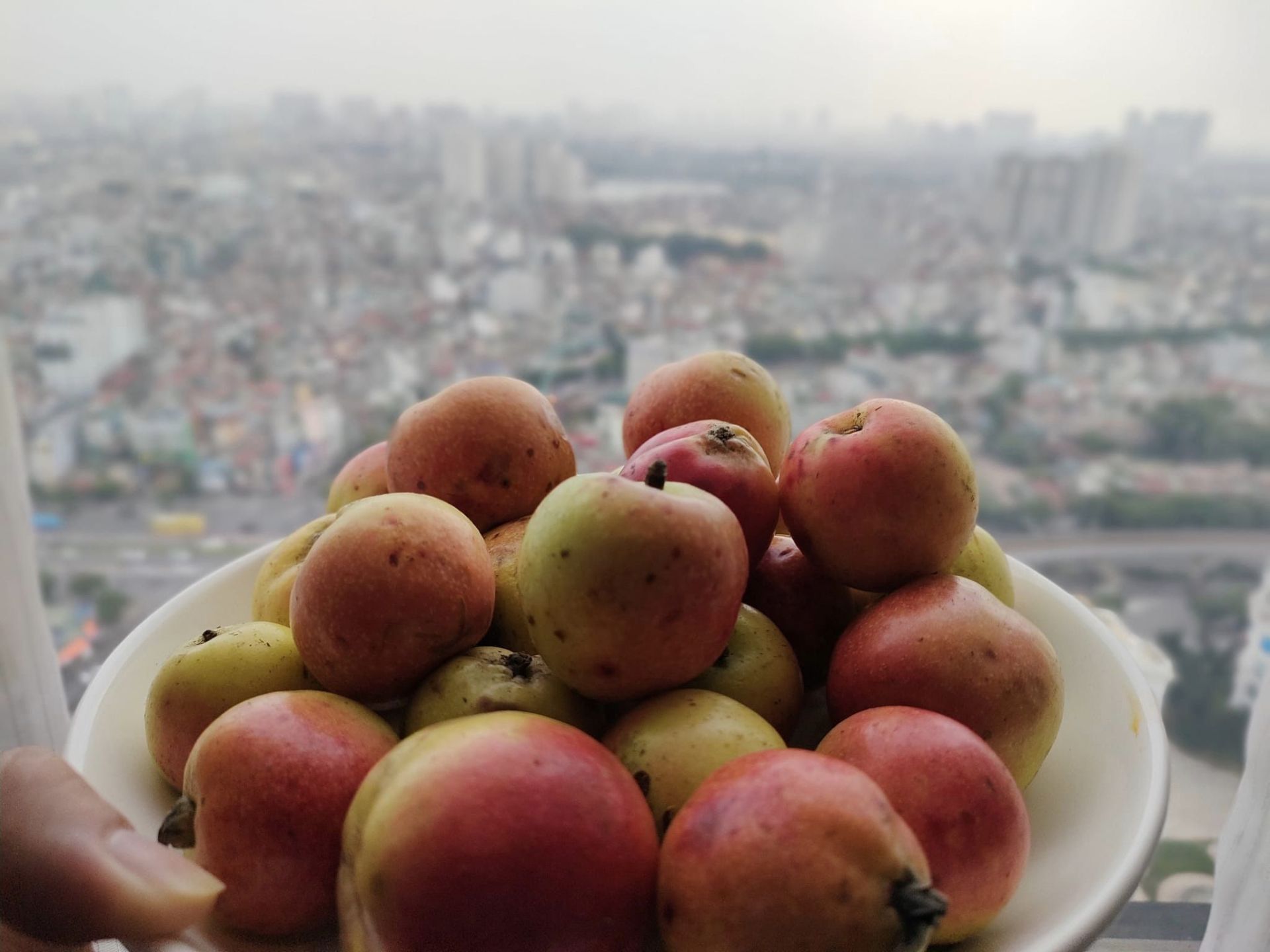 Táo mèo Sơn Tra Nậm Nghiệp có gì mà quý thế ?