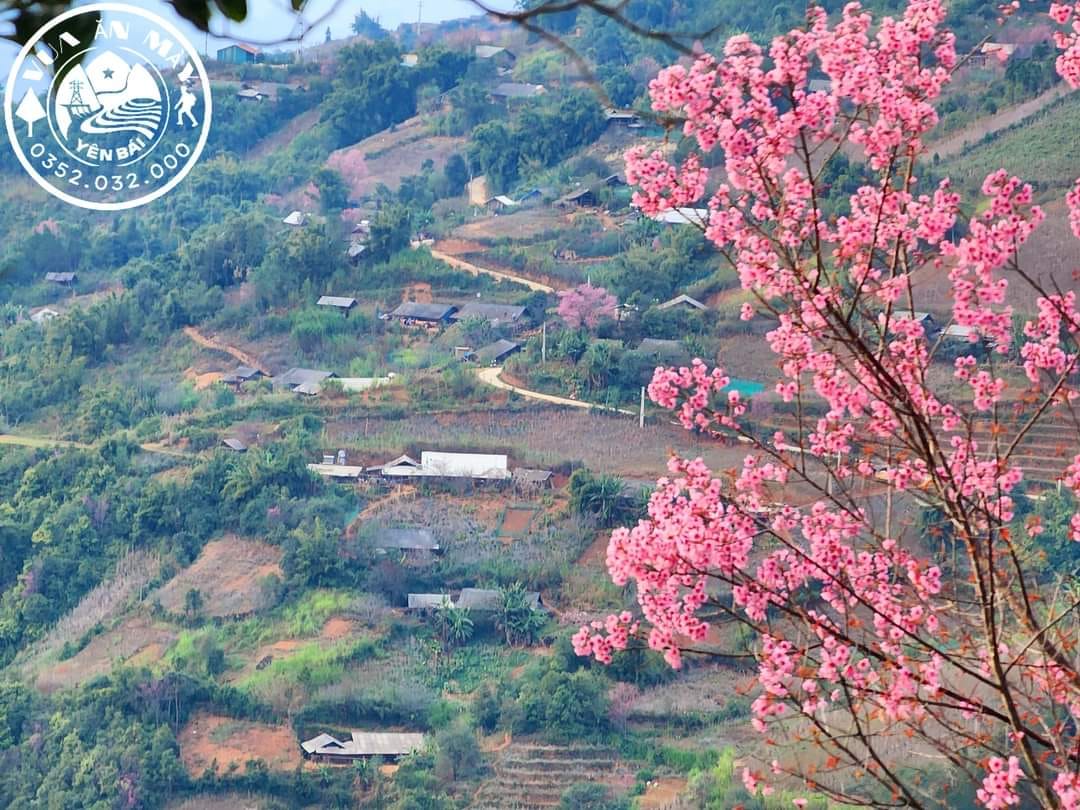 Tháng 12 ngắm hoa Tớ Dày ở Tây Bắc
