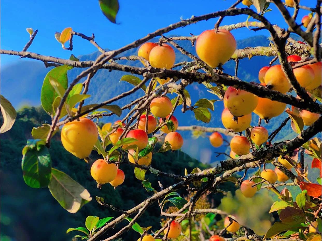 Lên đỉnh 2000 mét ở Nậm Nghiệp đi hái đào tiên