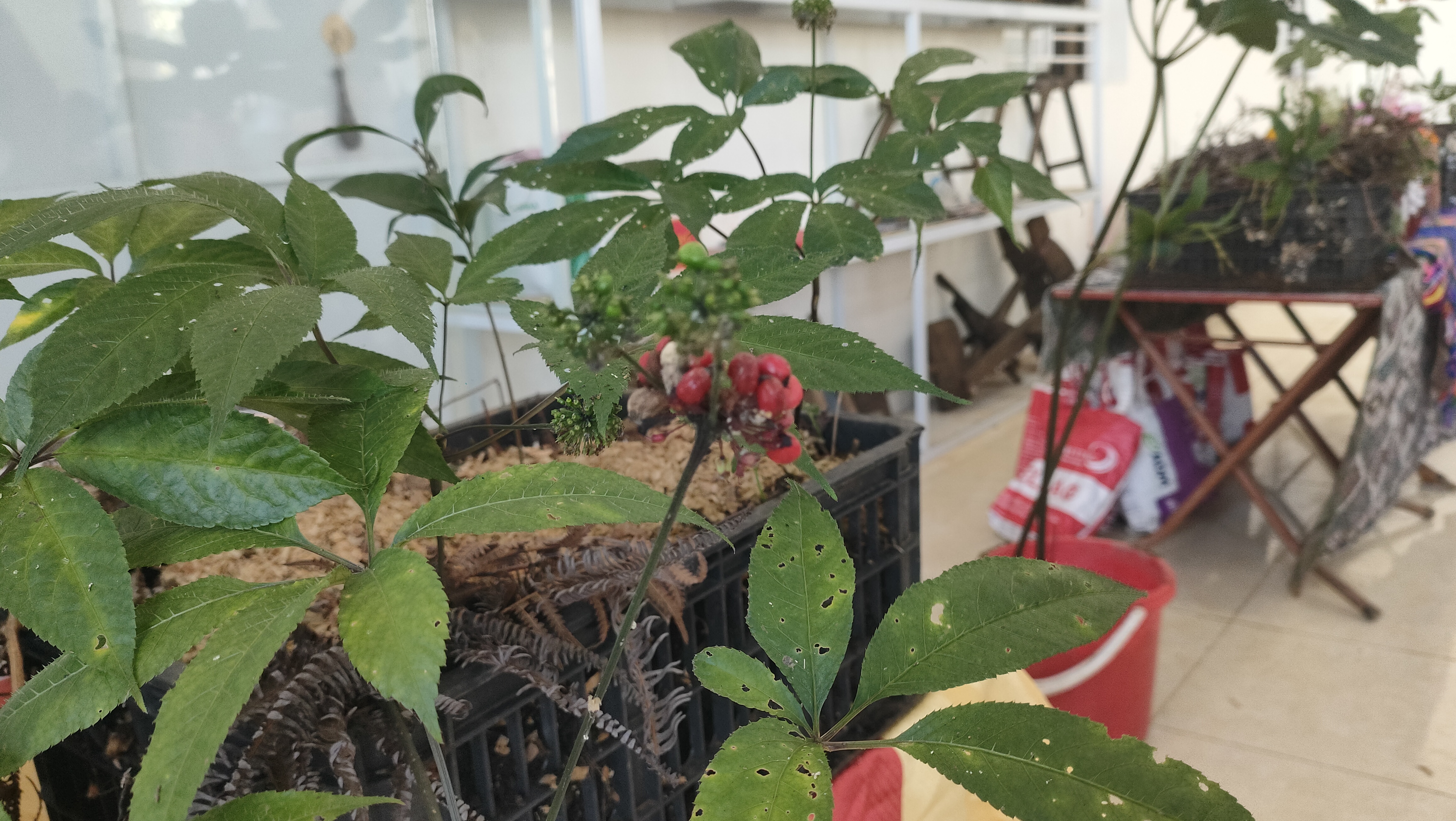 Ngọc Chiến: Đưa cây dược liệu và nông sản trái vụ vào phát triển du lịch cộng đồng