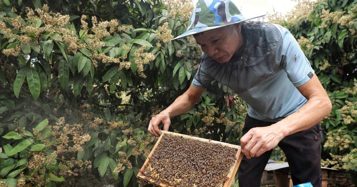 Hoa Kỳ công bố kết quả rà soát thuế chống bán phá giá mật ong Việt Nam