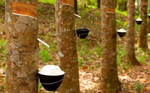 Cao su Tây Ninh tăng lãi quý 2, sắp chia cổ tức tiền mặt 30%