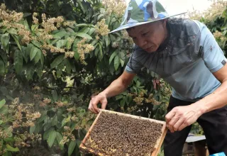 Hoa Kỳ công bố kết quả rà soát thuế chống bán phá giá mật ong Việt Nam