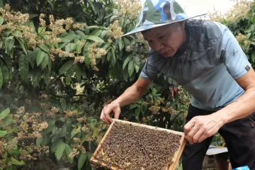 Hoa Kỳ công bố kết quả rà soát thuế chống bán phá giá mật ong Việt Nam