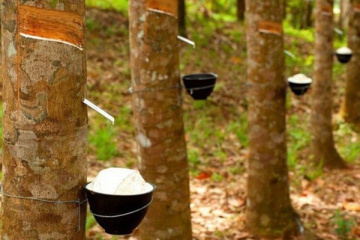 Cao su Tây Ninh tăng lãi quý 2, sắp chia cổ tức tiền mặt 30%