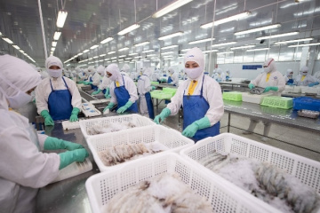 Lợi nhuận hãng tôm Sao Ta tăng 92% trong quý 2 nhờ giá nguyên liệu giảm