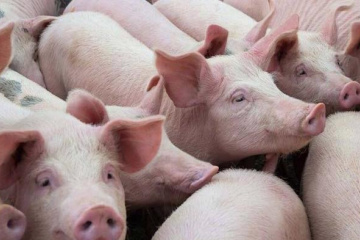 Dabaco rơi 43% lãi ròng quý 2 vì giá heo