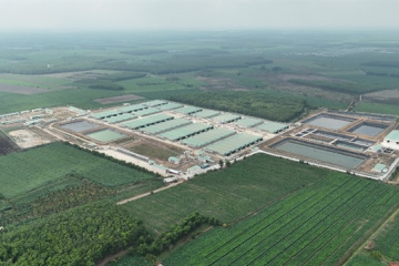 BAF lãi hơn 310 tỷ sau nửa đầu năm, sản lượng heo tăng mạnh