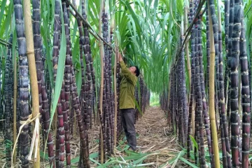 Tập đoàn TH thâu tóm Mía Đường Cao Bằng