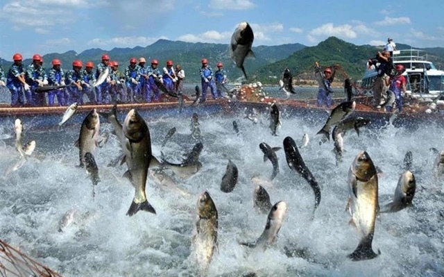 Nhờ đâu Thủy sản Mekong lãi gấp 3 cùng kỳ dù doanh thu sụt 74%?