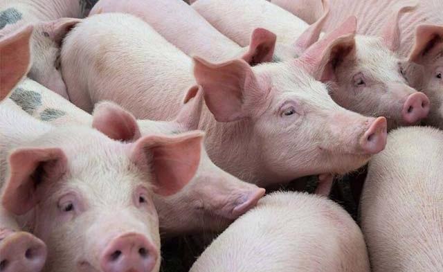 Dabaco rơi 43% lãi ròng quý 2 vì giá heo