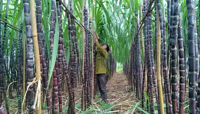 Tập đoàn TH thâu tóm Mía Đường Cao Bằng