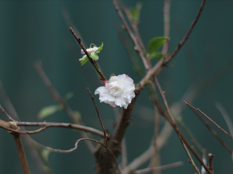 Cành mai trong lòng người