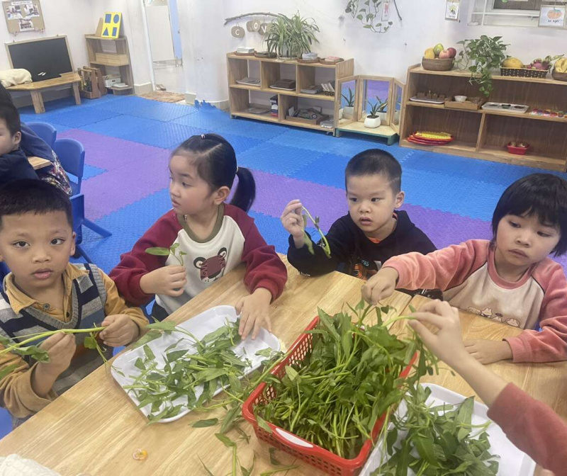 Các bạn học sinh lớp A3 sẽ giúp bà, giúp mẹ nhạt rau ạ